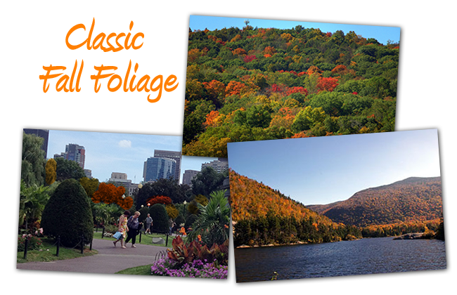 Fall Foliage